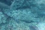 Longfin grouper