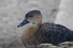 Wandering whistling-duck