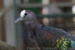 New Guinea bronzewing