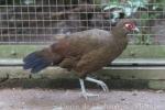 Aceh pheasant
