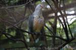 Rose-crowned fruit-dove