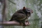 Siau Island tarsier