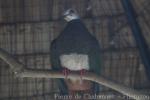 Pink-bellied imperial-pigeon