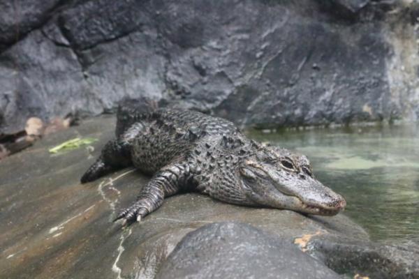 Chinese alligator