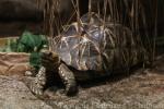 Burmese star tortoise