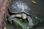 Giant Asian pond turtle