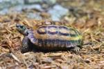 Flat-backed spider tortoise