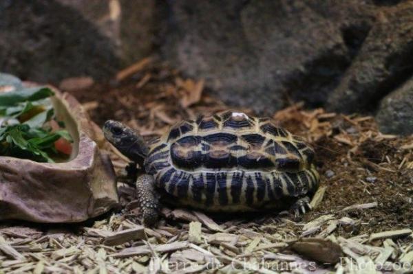 Flat-backed spider tortoise