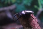 Schenkling's stag beetle