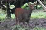 Taiwan sambar deer