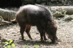 Formosan wild boar