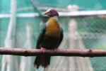 Yellow-breasted Fruit-dove