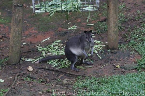 Brown forest-wallaby