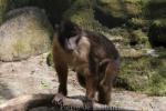 Pagai macaque