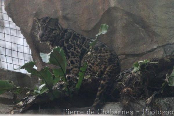 Sunda clouded leopard