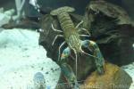 New Guinea red-clawed crayfish