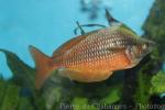Tami river rainbowfish