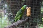 Blue-backed parrot