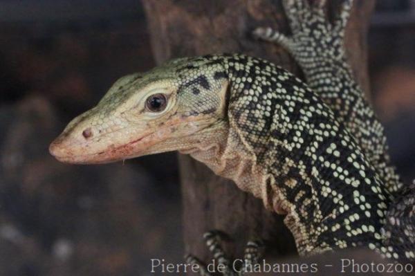 Quince monitor