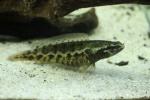 Forest snakehead