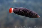 Redtail wrasse