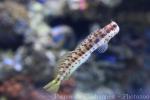 Red-spotted blenny