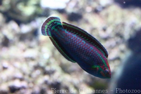 Ornamented wrasse