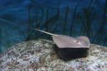 Scaly whipray
