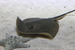 Scaly whipray