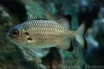 Shadowfin soldierfish