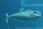 Bulbnose unicornfish