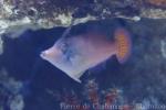 Orangetail filefish