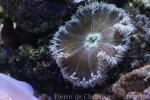 Rock flower anemone