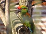 Red-fronted macaw *