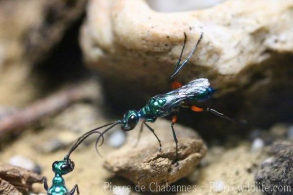 Emerald cockroach wasp
