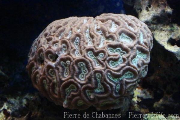 Thecata stony coral