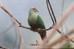 Red-bellied fruit-dove