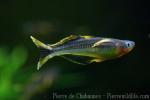 Forktail rainbowfish
