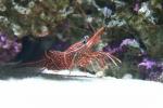 Durban hingebeak shrimp