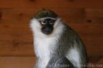 Tantalus monkey