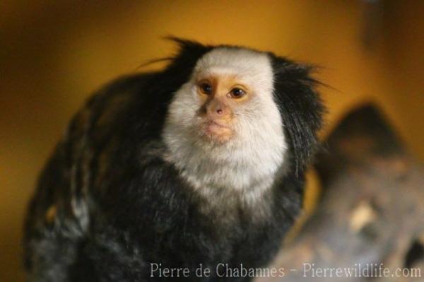 Geoffroy's tufted-ear marmoset
