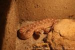 Painted saw-scaled viper