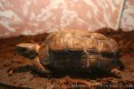 Home's hingeback tortoise