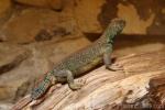 Omani spiny-tailed lizard