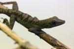 Western cliff anole