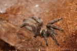 Middle East black tarantula