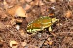 Polyphemus beetle