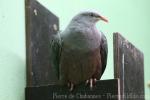 Spotted imperial-pigeon