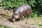 Pygmy hippopotamus