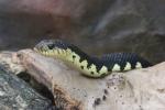 Madagascar giant hognose snake